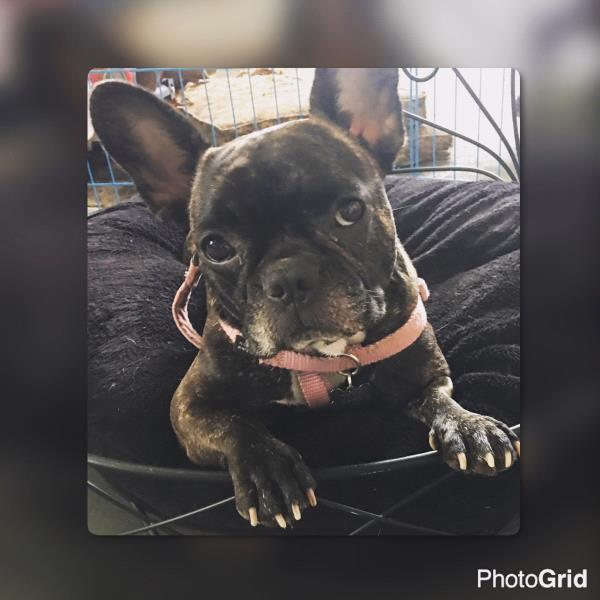 /Images/uploads/Animal Rescue Foundation/puppyprom/entries/3775thumb.jpg